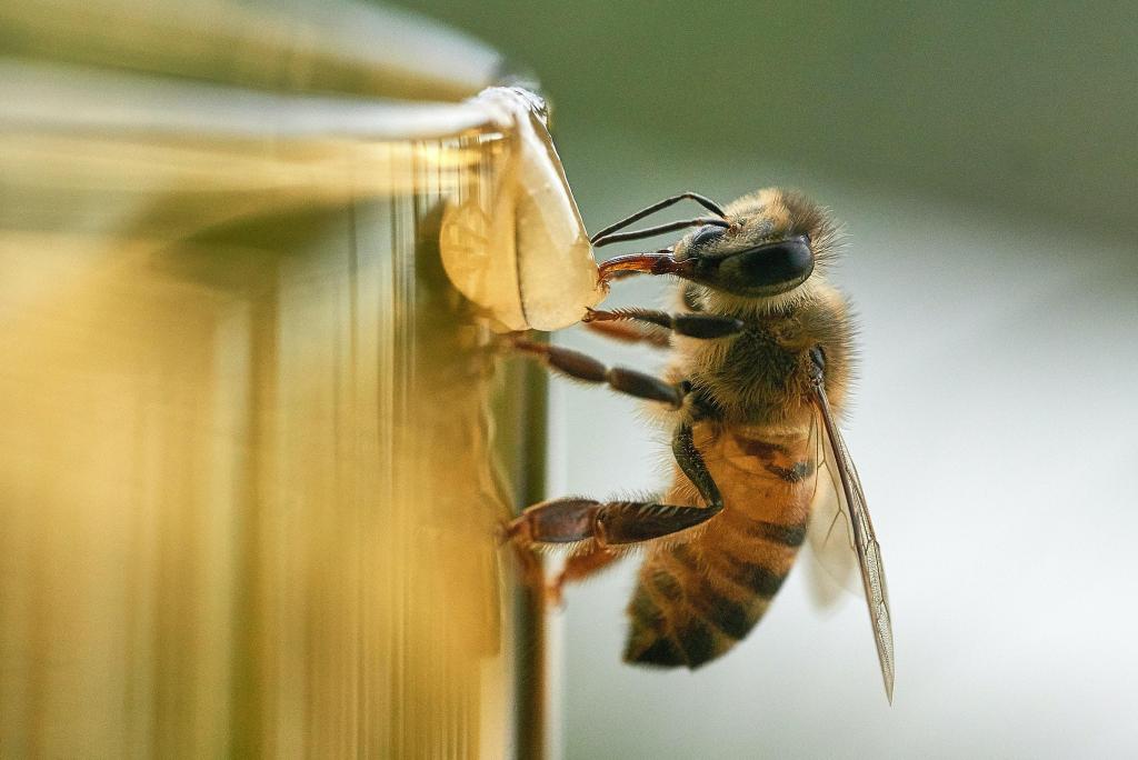 Día Mundial de las Abejas: celebrando la esencia dorada de la gastronomía