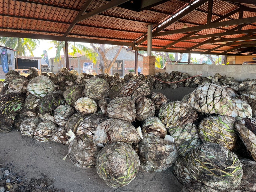 Piñas esperando para hacer mezcal.