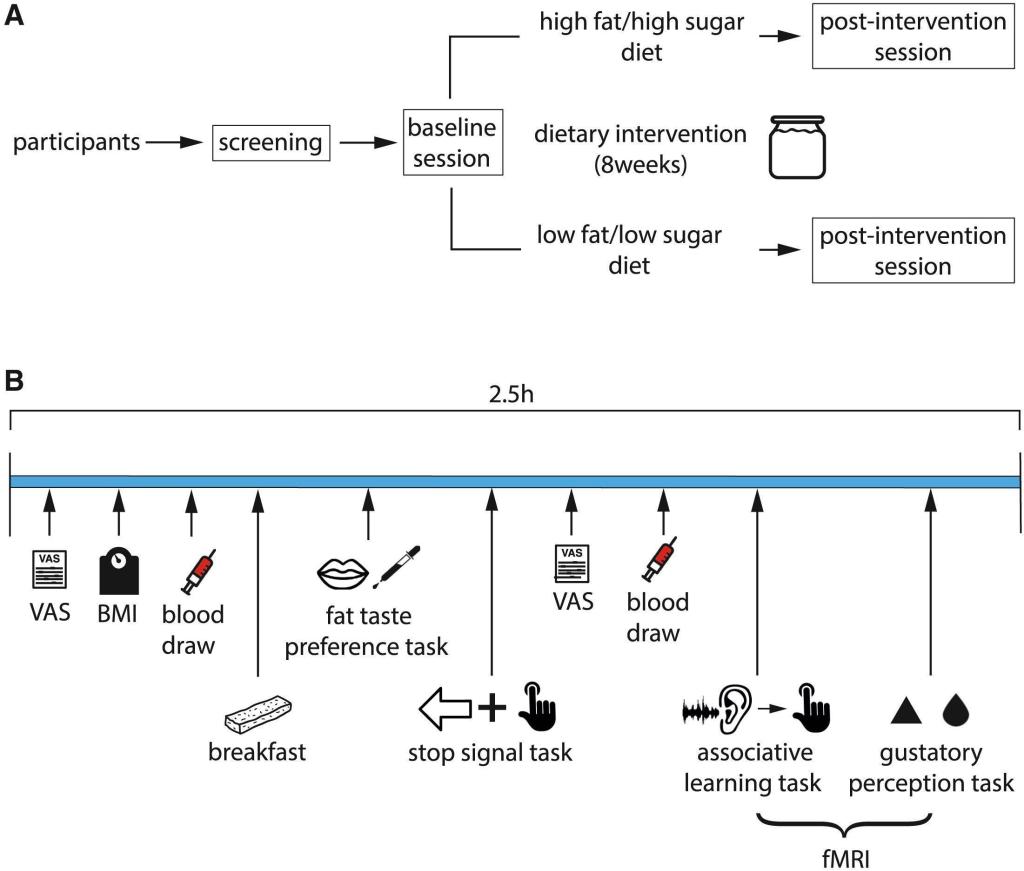 alimentación chatarra.