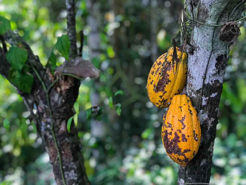 Cinco alimentos que desaparecerán gracias al cambio climático: cacao