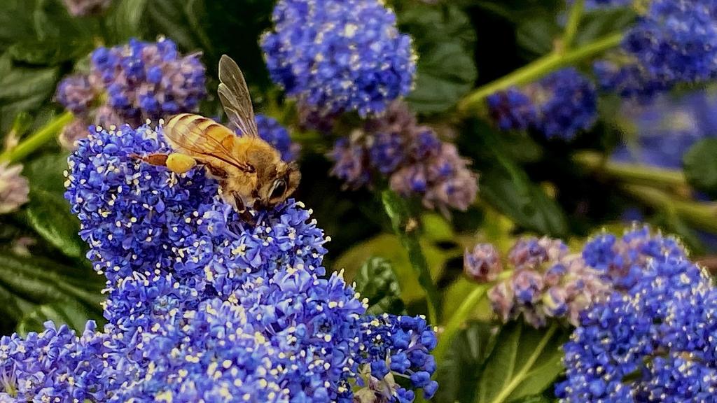 Día Mundial de las Abejas: celebrando la esencia dorada de la gastronomía abeja polinizando
